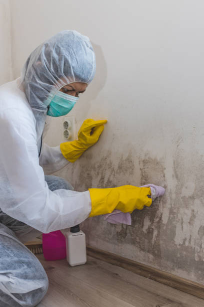 Biohazard Mold Removal in Locust, NC